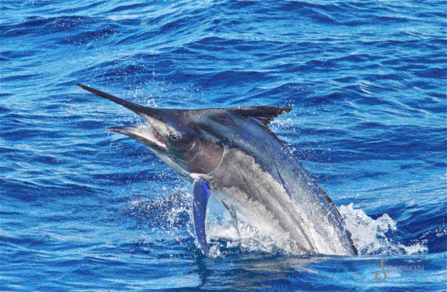 Black Marlin