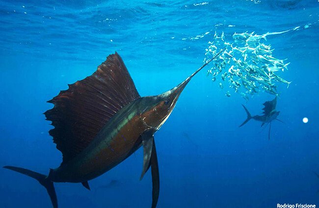 Black Marlin