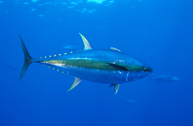 Black Marlin